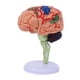 thumbnail image 1 of Modelo de cerebro humano, anatomía, educación, exhibición, herramienta educativa 4D desmontada, 1 of 9