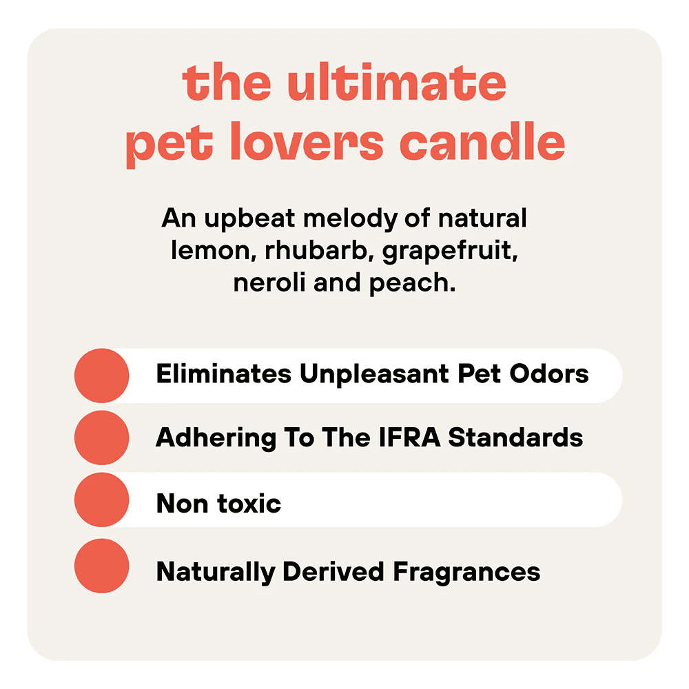 ZOOP Pet Odor Eliminator Candle Odor Eliminator for Home, Citrus Peach 250 ml