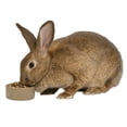 thumbnail image 3 of Tazón para Mascotas de Gres Kaytee - 5", 3 of 4