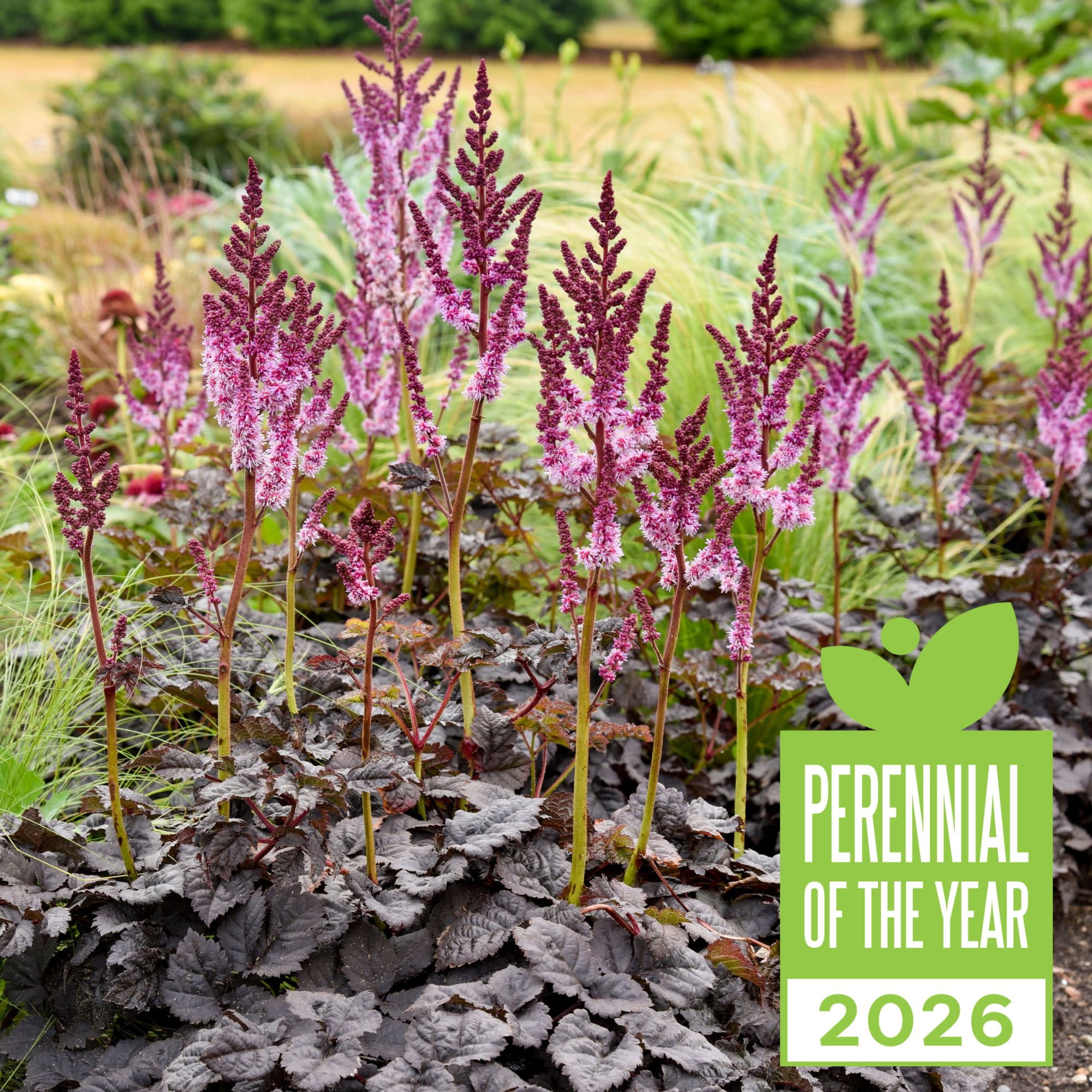 Proven Winners 6" Purple 'Dark Side of the Moon' Astilbe Live Plant in 7.5" Pot
