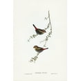 thumbnail image 2 of Gould, John 13x18 Black Ornate Wood Framed with Double Matting Museum Art Print Titled - Red-eared Finch-Estrelda oculea, 2 of 4