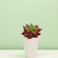 thumbnail image 2 of LABSERRON 1Pack Artificial Cactus in Grey for Home and Office Decor Reddish Brown Mini Size 1.97*1.97*3.46In, 2 of 8