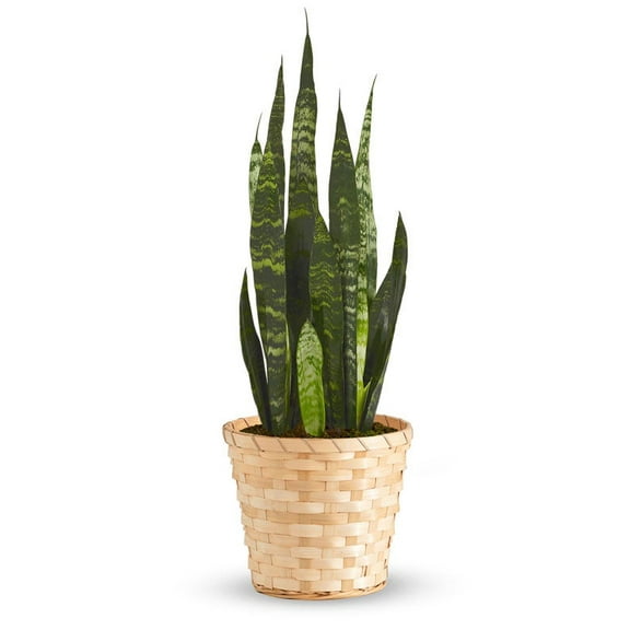 From You Flowers - Snake Plant in Basket for Birthday, Anniversary, Get Well, Congratulations, Thank You, All Occasions
