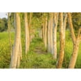thumbnail image 3 of Startonight Mural Wall Art Green Alley from Bedroom Illuminated Nature Landscapes Wallpaper Photo 5 Stars Gift Large 10 x 28,82 ‘’ x 50,4 ‘’ Total 8’4”x 12', 3 of 4