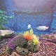 thumbnail image 3 of Plantas artificiales de acuario, tortuga , decoraciones para peceras, decoración para hogar, resina, 15x11 pulgadas, paisaje de acuario Yinane Tortuga de coral de acuario, 3 of 8