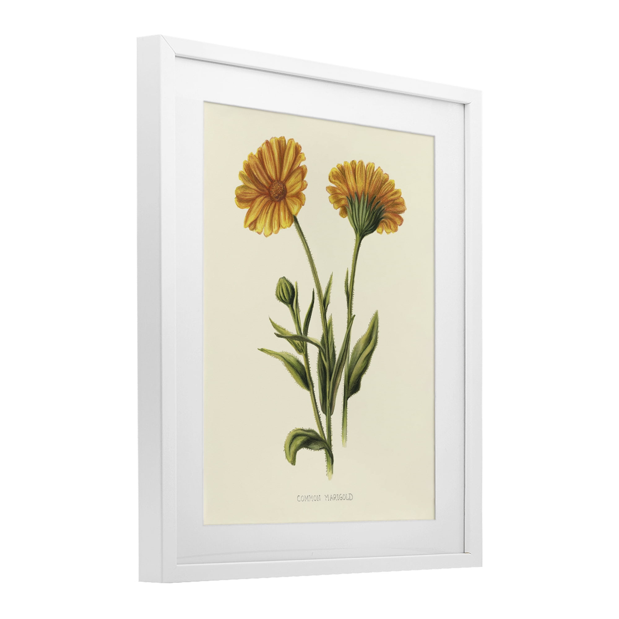 Stupell Industries Twin Marigold Blooms White Framed Print Under Glass, design by Connie Resch