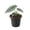 1 Plant, variant on Dragon's Breath Alocasia - 1 Live Starter Plant - Alocasia Heterophylla - Elongated Glossy Foliage Decorative Indoor Houseplant