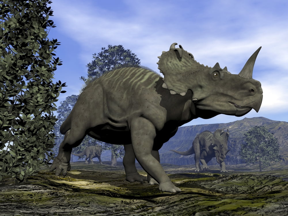centrosaurus fossil