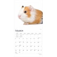 thumbnail image 3 of Guinea Pigs 2025 12 X 24 Inch Monthly Square Wall Calendar Plastic-Free, (Paperback), 3 of 9