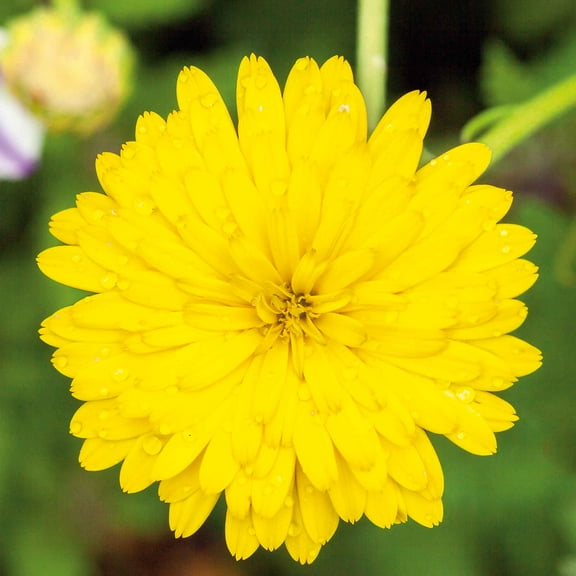 Eden Brothers Calendula Seeds - Pacific Beauty Yellow