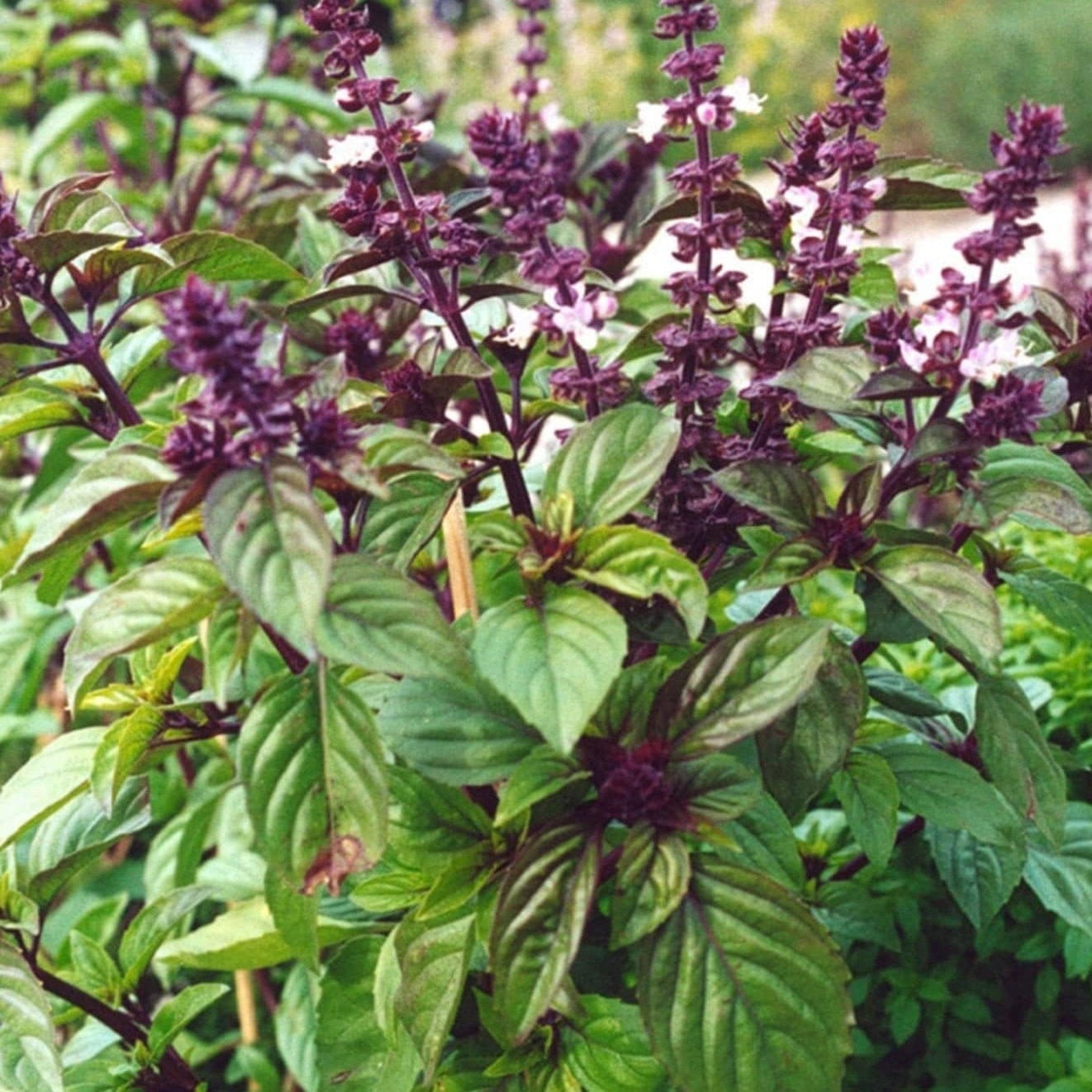 TomorrowSeeds Licorice Basil Seeds 200+ Count Packet Ocimum Basilicum Pot Herb Garden Thai