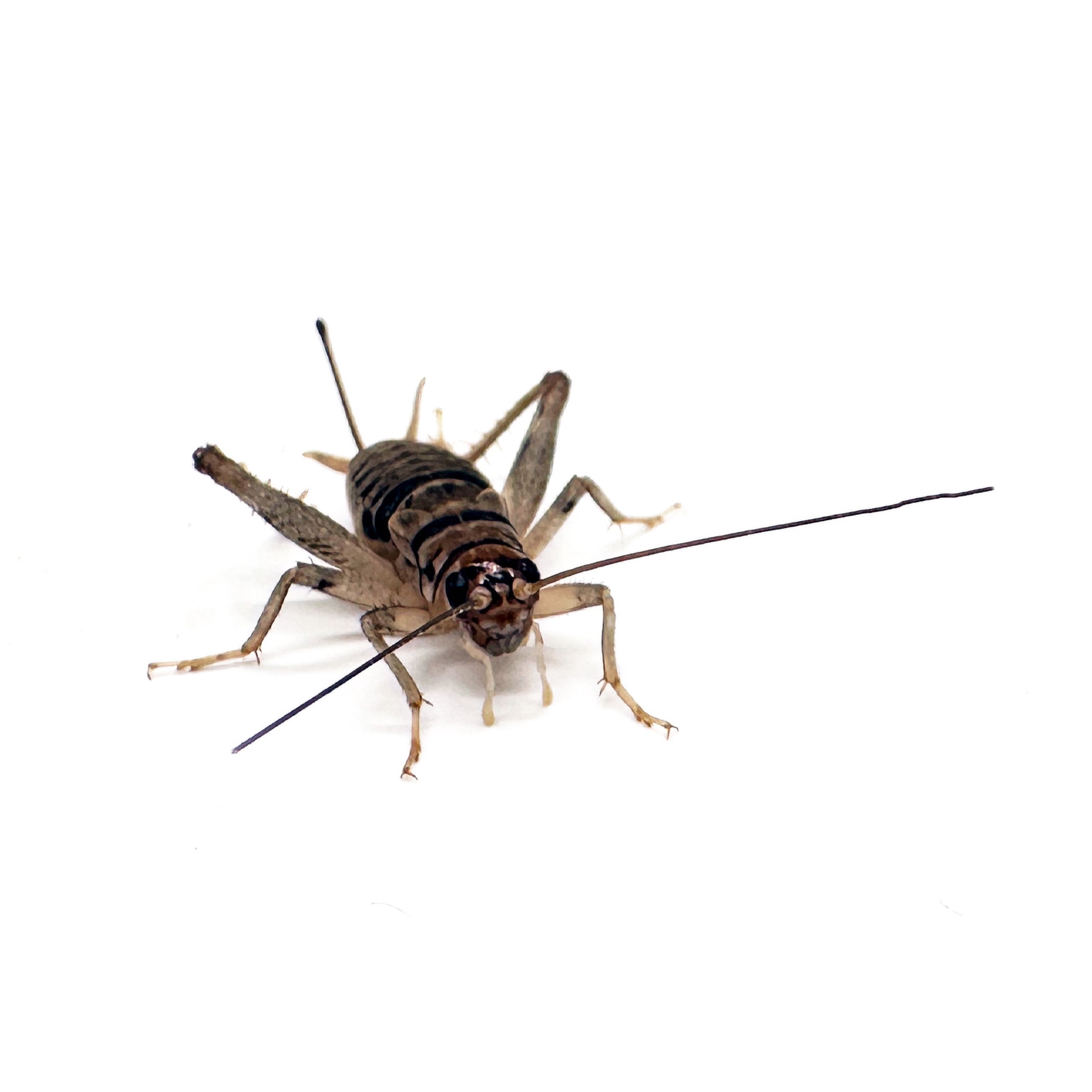 ReptiCulture 3/4" Tropical Banded Cricket 100 ct