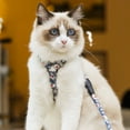 thumbnail image 3 of Cat Leash Back Strap 1 Set Hold Pets No Constraint Stable High Strength Dog Leash Back Strap, 3 of 5