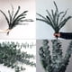 thumbnail image 4 of Paquete de 10 Eucaliptos Secos Naturales, Ramas de Eucalipto Frescas Conservadas para Arreglos Florales Bodas DecoracióN del Hogar, 4 of 5