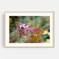 thumbnail image 2 of Autumnal Garden Poetry - Bezirk Pankow Berlin Germany Photography Autumn Nature Botanical Floral Woodland Scenic Minimalist Unframed Wall Art Print 12 x 18 inches, 2 of 7