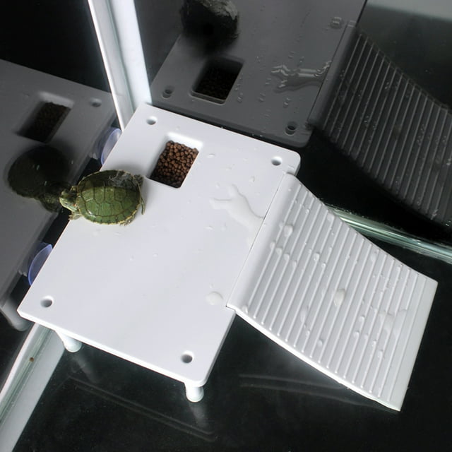 Terrasse Tortue, Reptiles Tortue Plateforme Flottante Reptiles Plateforme Tortue Plateforme Créée Magistralement