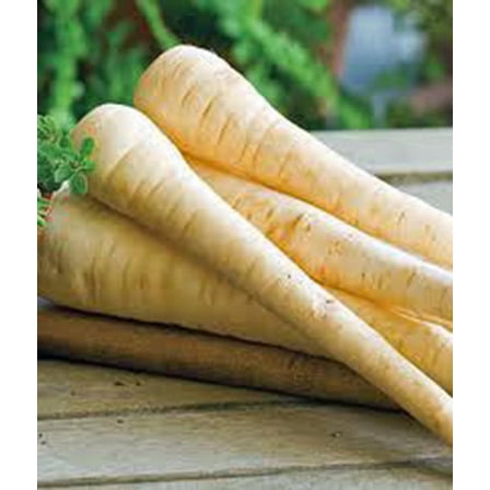 Parsnip Seeds, Harris Model, Heirloom, Non GMO, 100 Seeds, Parsnip Seeds for Growing