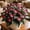 D, variant on Mixed Hostas for planting-Low Maintenance,Premium Stake for Outdoor Decoration,Perfect for Balcony(Non-Artificial)