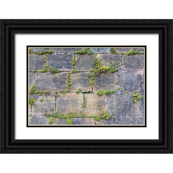 Wilson, Emily 24x17 Black Ornate Wood Framed with Double Matting Museum Art Print Titled - France-Dordogne-Hautefort Plants growing in a stone wall in the town of Hautefort