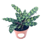 Rattlesnake Air Purifying Houseplants Calathea Lancifolia