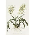 thumbnail image 2 of James Bateman 11x14 Black Ornate Wood Framed Double Matted Museum Art Print Titled: Brassia Verrucosa (1837-1843), 2 of 5