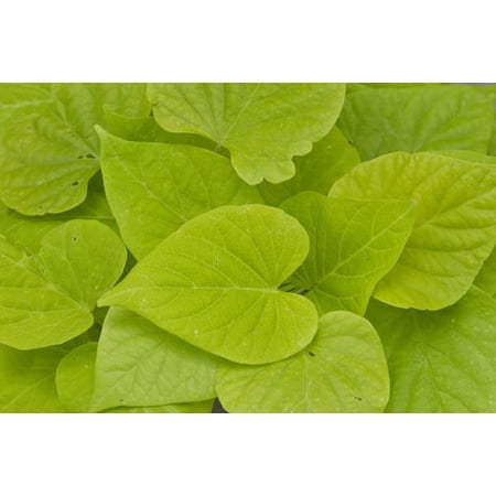 RedCrocus Sweet Georgia Light Green' Sweet Potato Vine Ipomoea | Fast-Growing, Heart-Shaped Foliage for Containers & Gardens 4.5" Pot (Pack of 5)