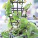 thumbnail image 3 of Apoyo Irfora Soporte de plantas trepadoras superpuestas de plástico enrejado de jardín para plantas de jardín, vegetales, flores Irfora Apoyo, 3 of 5
