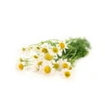 thumbnail image 2 of Seeds are Easy - Chamomile Tea, 2 of 2