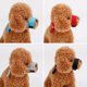 thumbnail image 4 of Máscara con correas ajustables para perros pequeños, bozal de nailon suave, ajustable, transpirable, para dejar de ladrar, suministro para perros, 4 of 4