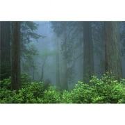 Early Morning in The Forest Humboldt California USA Poster Print by Bilderbuch - 18 x 11