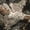 Mossy Oak Terra Gila, variant on Mossy Oak Chill Cutter Men's Softshell Hunting Jacket, Mossy Oak Bottomland, Size S