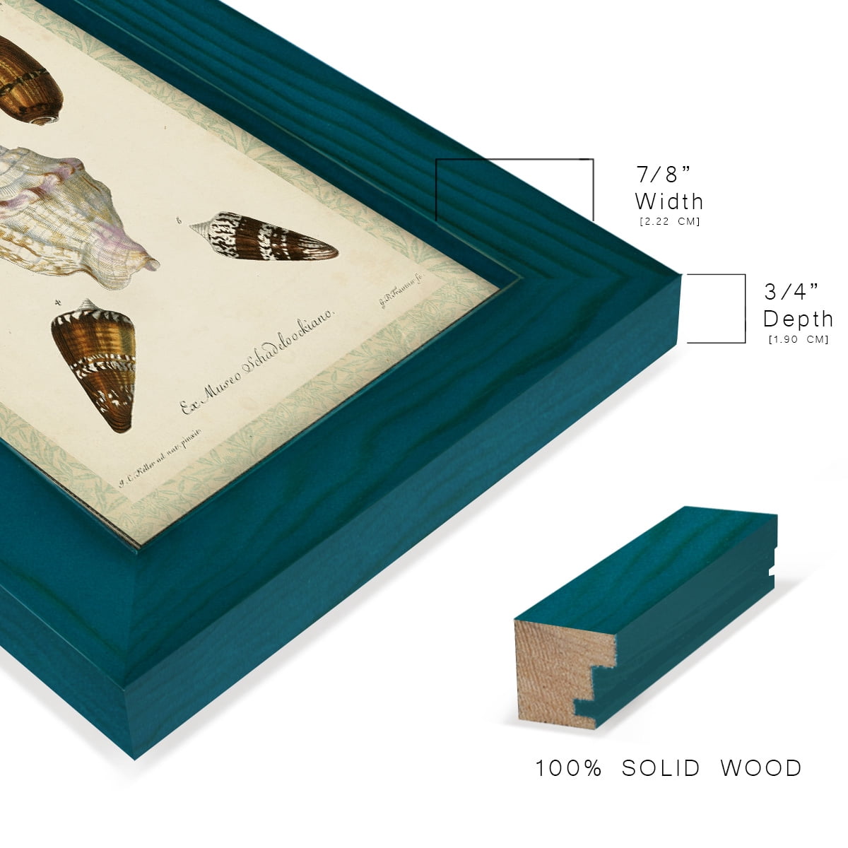 Bookplate Shells IV - Framed Print w/glass - Ocean Blue
