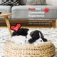 thumbnail image 4 of Juguete interactivo de peluche Perfect Petzzz Cocker Spaniel para mascotas, 4 of 7