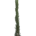 thumbnail image 4 of planta bugambilea de 37 cm x 14 cm, 4 of 5