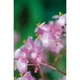 thumbnail image 2 of Berzel, Erin 11x14 Gold Ornate Wood Framed with Double Matting Museum Art Print Titled - Delicate Begonia II, 2 of 4