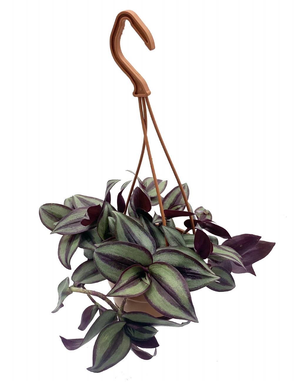 16+ Purple Hanging Plant