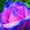 B, variant on Rose, Low Maintenance - Easy Grow - Ideal for Beds Borders, Plant Pots & Planters