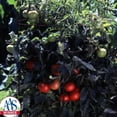 thumbnail image 3 of Tomato Seeds - Celebrity Variety Tomato Seeds - Non-GMO - 50 Seeds, 3 of 3