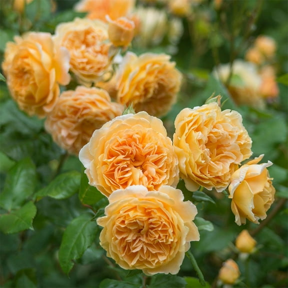 Crown Princess Margareta® David Austin Rose by Heirloom Roses - Fragrant Roses Live Plant