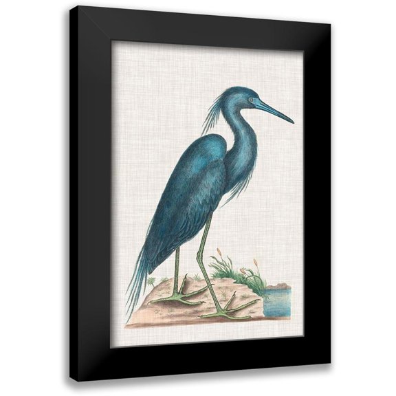 Catesby, Mark 11x14 Black Modern Framed Museum Art Print Titled - Catesby Heron II