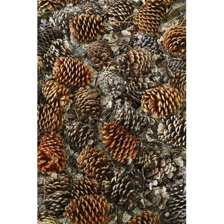 Mountain Cabin Pinecone - Pinecones on ground from ancient bristlecone pine tree, White Mountains, California. Great Basin Na Print Wall Art By Adam Jones