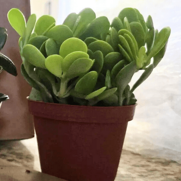 Weeping Jade, Trailing Jade, Variegated Succulent, Home Decor Plant, Homewarming Gift in 4'' Pot