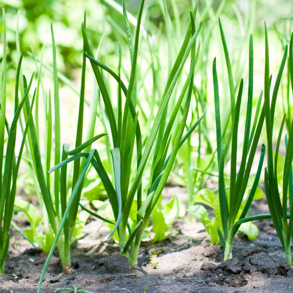 150 Walking Onion Plants Seeds for Planting, Walking Onion Seeds, Fast-Growing and High Yielding, Large  Walking Onion