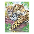 thumbnail image 2 of CPN10 | Colour Pencil by numbers™ 13pc 8.75" x 11.75" Jaguar by Pool Project, 2 of 2