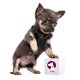 thumbnail image 2 of Pechera de piel talla #1 Bajio Pets Apto para cachorros minis, 2 of 2