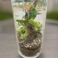 thumbnail image 3 of Preserved Reindeer Moss - Premium Decorative Moss for Crafts, Home Décor, Art, Design & DIY Projects - Real Moss - Non-Toxic, USA-Made (Spring Green, Box), 3 of 4