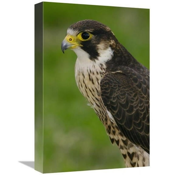 Global Gallery GCS-453103-1218-142 12 x 18 in. Peregrine Falcon Portrait, Ecuador Art Print - Pete Oxford