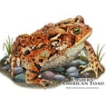 thumbnail image 3 of CafePress - Eastern American Toad Mug - 11 oz Ceramic Mug - Novelty Coffee Tea Cup, 3 of 6