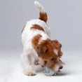thumbnail image 5 of New Dog Toy Plush Pet Teeth Grinding Sounds Puppy Interactive Training Toy, 5 of 5