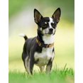 thumbnail image 4 of Safe Reflective Dog Collar with Adjustable Nylon Webbing, Suitable for Nighttime Walking Training, Available in Multiple Sizes in Yellow M, 4 of 7